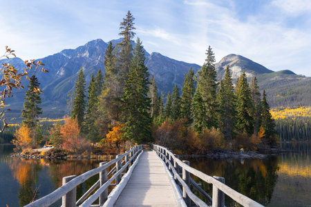 Perspective view from the wooden bridge to Pyramid lake island, fall scenery with yellow foliage and green spruce trees. Jasper national parkの写真素材
