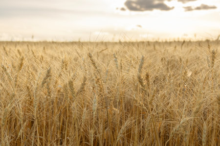 Beautiful rural scene - ripe yellow wheat heads are growing in the agricultural field under cloudy...