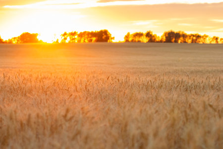 Beautiful idyllic rural scene - field of yellow wheat in the evening at golden hour time sunlit with orange light.の写真素材