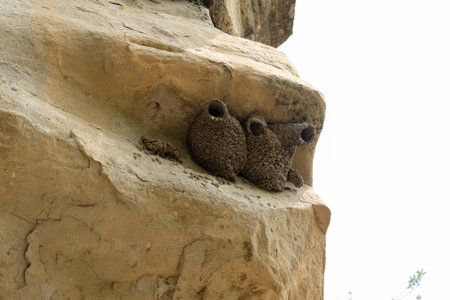 Wonderful build swallows' structures, bird nests made of mud on the vertical wall of the cliff.の写真素材
