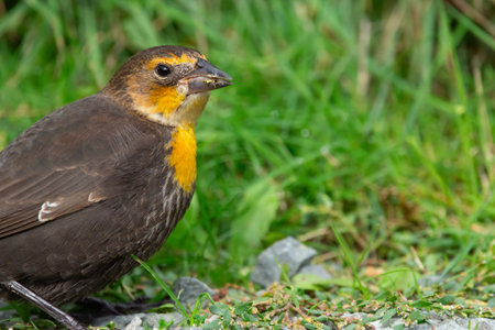 Female Yellow-headed blackbird with bright golden breast is foraging in grass in summer park.の写真素材