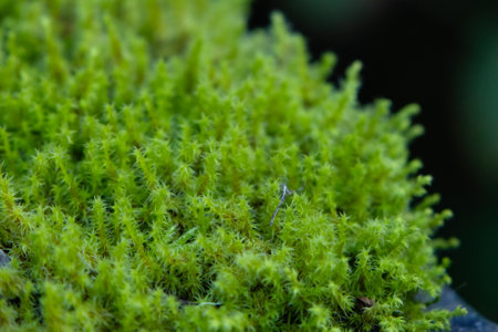 Bright green carpet of Rhytidiadelphus squarrosus (square goose neck moss or springy turf-moss) is...