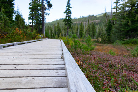 Wooden boardwalk trail in the alpine meadow between marsh and forest with spruce and arctic shrubs...
