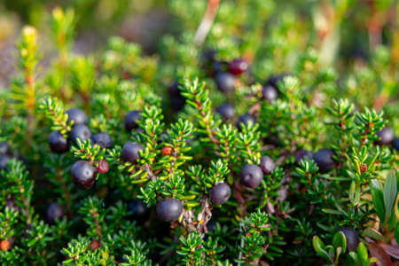 Empetrum nigrum (crowberry, black crowberry, mossberry) low creeping shrub with ripe black berries in branches growing in the meadow in autumn.の写真素材