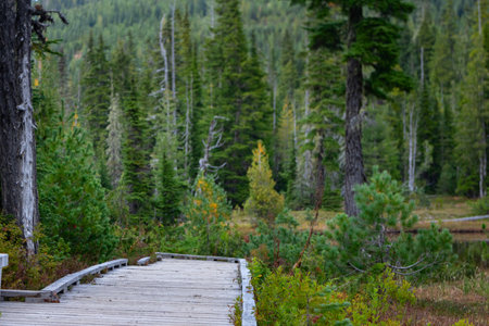 Wooden boardwalk trail in the alpine meadow between marsh and forest with spruce and arctic shrubs...