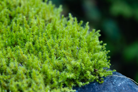 Bright green carpet of Rhytidiadelphus squarrosus (square goose neck moss or springy turf-moss) is...