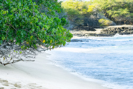Beautiful secluded ocean beach with blue waters, white sand and mangrove trees close to the edge....