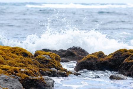 Hawaii ocean beach with black volcanic rocks covered with orange moss, water plashes on the background.の写真素材