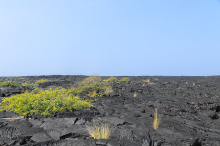 Black desert after volcano eruption, cooled lava field with cracks and few plants on the horizon. Big Island, Hawaii, the USA.の写真素材