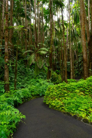 Beautiful rainforest paved trail among tropical trees, bushes and flowers, secluded idyllic place.の写真素材