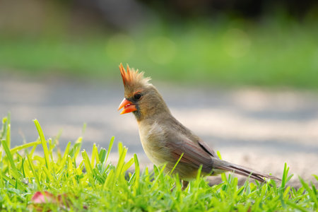 Tropical bird female Northern cardinal with red crest is foraging on the ground in green grass of...