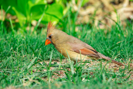 Tropical bird female Northern cardinal with red crest is foraging on the ground in green grass of...