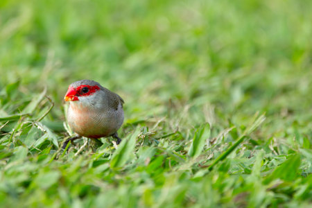 Little tropical bird Common waxbill with red stripe on his eyes is foraging on the ground in green grass of the park.の写真素材
