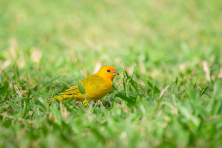 Beautiful colorful tropical yellow bird , Saffron finch, is foraging on the green grass of the lawn.の写真素材