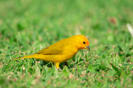 Beautiful colorful tropical yellow bird , Saffron finch, is foraging on the green grass of the lawn.