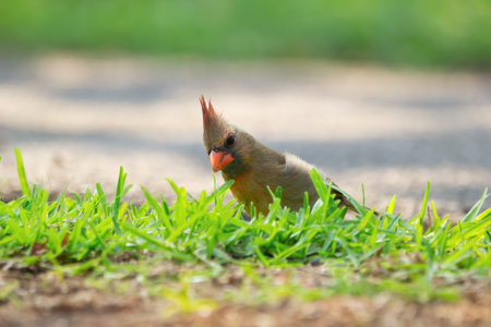 Tropical bird female Northern cardinal with red crest is foraging on the ground in green grass of the park.の写真素材