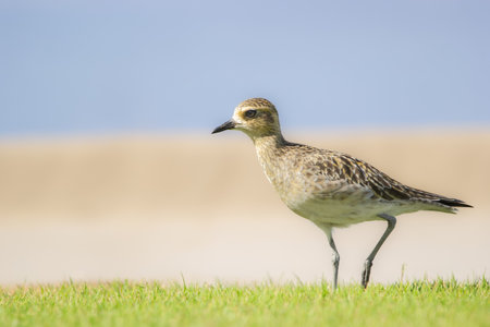 Pacific golden-plover in non-breeding plumage is walking on the lawn green grass at the tropical beach.の写真素材