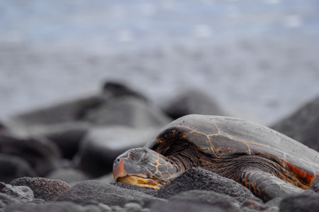 Hawaiian green sea turtle with black carapace (shell) and yellow plastron lines is resting on volcanic black rocks in the Pacific ocean coast. Punalu'u beach, Big island, Hawaii, the USA.の写真素材