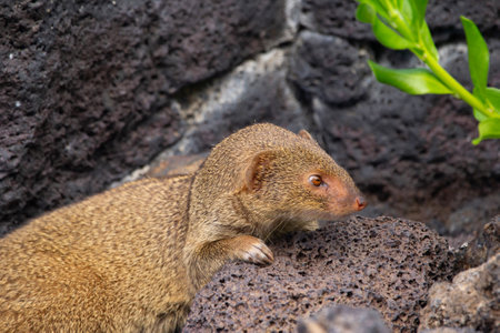 Furry Small Asian mongoose is resting among black volcanic rocks in the garden.の写真素材