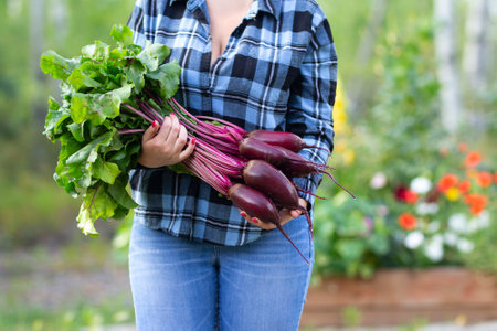 Female gardener is holding a bunch of clean Cylindra long beetroots with green leaves, standing in the blooming garden.の写真素材