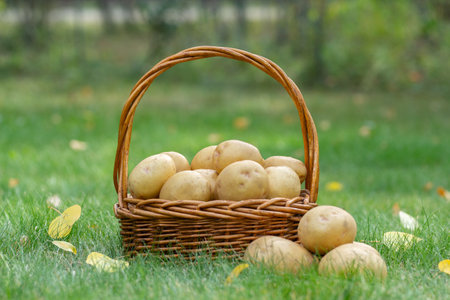 Wicker basket with homegrown organic potatoes on the green grass in fall with yellow fallen leaves.の写真素材