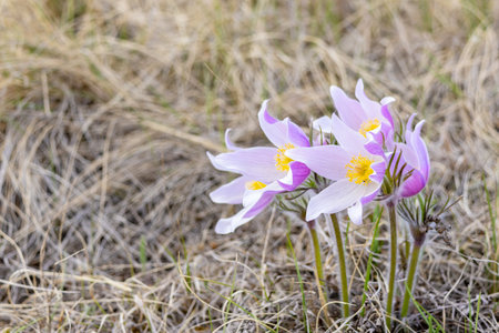 Early spring wildflowers Pulsatilla patens (Prairie crocus or Eastern pasqueflower) growing in dry...