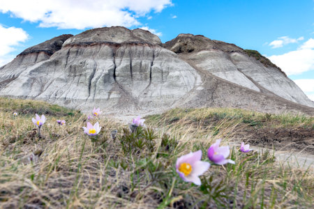 Spring scene in badlands area, eroded hill formations and blooming purple flowers Prairie crocuses in the meadow. Kleskun Hill natural area, Alberta, Canada.の写真素材