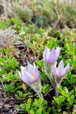 Early spring wildflowers Pulsatilla patens (Prairie crocus or Eastern pasqueflower) growing among...