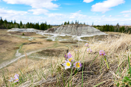 Spring scene in badlands area, eroded hill formations and blooming purple flowers Prairie crocuses...