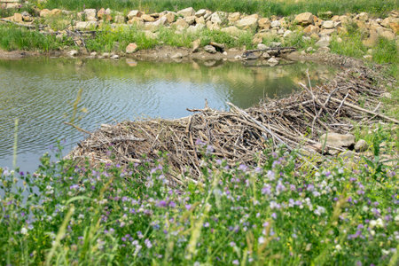 Construction of beaver dam made of sticks and branches in the steam of the creek by the road. Wildflowers and green grass grow around.の写真素材
