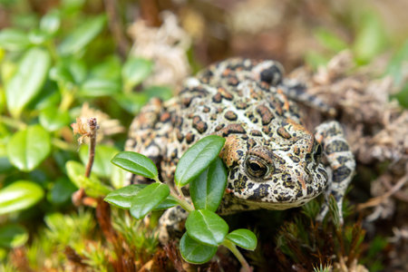 Cute black Canadian toad (or Dakota toad) is sitting on a mossy forest floor in wetlands among...