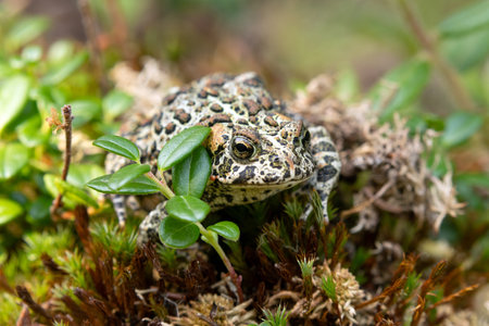 Black toad is sitting on a mossy forest floor in wetlands among branches with leaves in summer.の写真素材