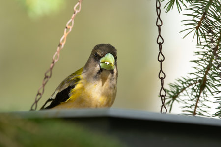 Female yellow Evening Grosbeak sitting in a feeder on the spruce tree with green needles in spring backyard garden.の写真素材