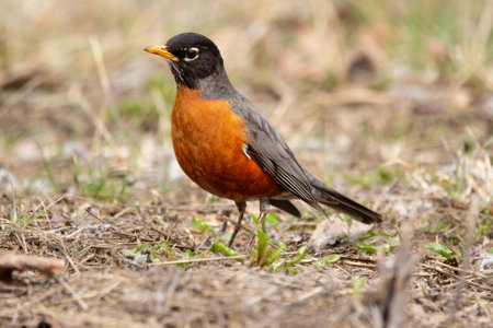 A cute migratory bird American Robin is foraging on the ground among dry grass and leaves during early spring. Bright orange plumage of the mating season.の写真素材