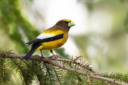 A vibrant male yellow Evening Grosbeak perches gracefully on the spruce tree with green needles in spring backyard garden, displaying its bold plumage and strong beak.