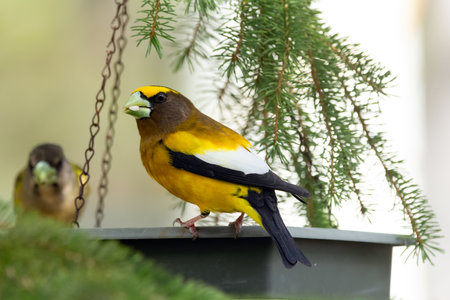A vibrant male yellow Evening Grosbeak sitting in a feeder with a female bird on the spruce tree with green needles in spring backyard garden.