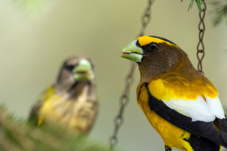 A vibrant male yellow Evening Grosbeak sitting in a feeder with a female bird on the spruce tree with green needles in spring backyard garden.の写真素材