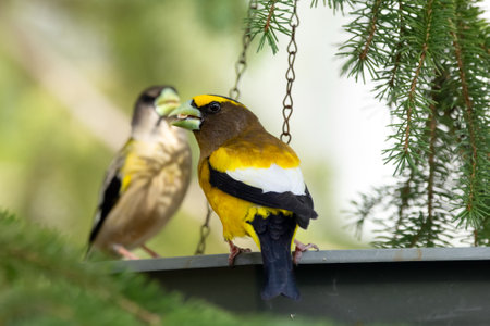 A vibrant male yellow Evening Grosbeak sitting in a feeder with a female bird on the spruce tree with green needles in spring backyard garden.の写真素材
