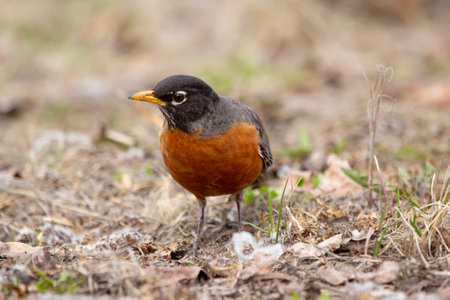 A cute migratory bird American Robin is foraging on the ground among dry grass and leaves during early spring. Bright orange plumage of the mating season.の写真素材