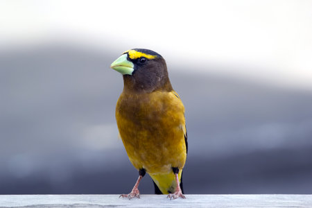 A vibrant male yellow Evening Grosbeak perches gracefully on the backyard deck in spring , displaying its bold plumage and strong beak.の写真素材