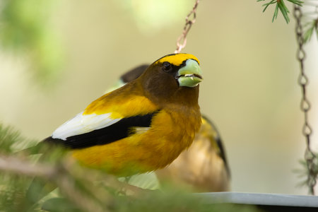 A vibrant male yellow Evening Grosbeak sitting in a feeder with a female bird on the spruce tree with green needles in spring backyard garden.の写真素材