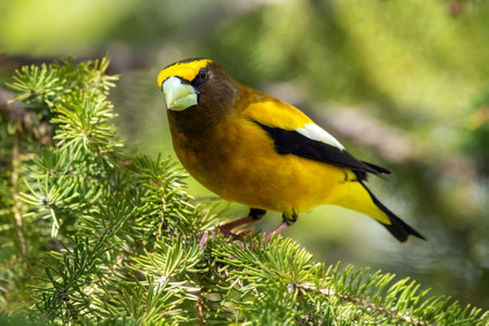 A vibrant male yellow Evening Grosbeak perches gracefully on the spruce tree with green needles in spring backyard garden, displaying its bold plumage and strong beak.の写真素材