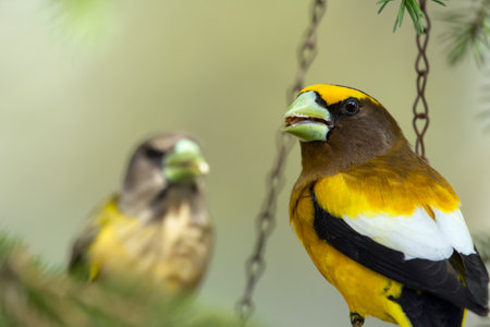 A vibrant male yellow Evening Grosbeak sitting in a feeder with a female bird on the spruce tree with green needles in spring backyard garden.の写真素材