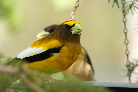 A vibrant male yellow Evening Grosbeak sitting in a feeder with a female bird on the spruce tree with green needles in spring backyard garden.の写真素材