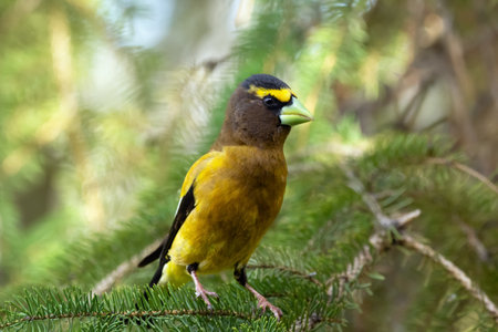 A vibrant male yellow Evening Grosbeak perches gracefully on the spruce tree with green needles in spring backyard garden, displaying its bold plumage and strong beak.の写真素材