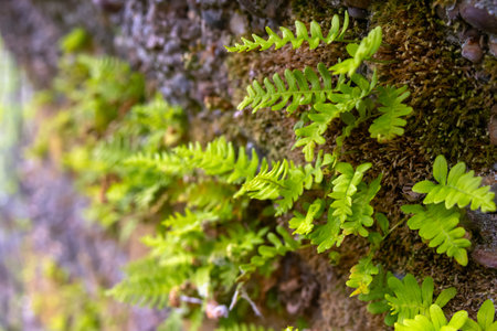 A small evergreen Rock Polypody fern, also known as Common Polypody or Rock Cap Fern, grows on the surface of a moss-covered rock in a natural woodland setting.の写真素材