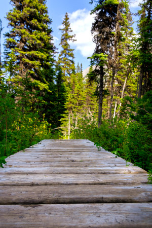 Wooden boardwalk hiking trail over the bog in the woodland, between tall spruce trees. Summer landscape with blue sky.の写真素材