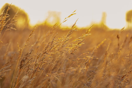 Agricultural field with growing fescue grass on it, close-up of ripe heads. Sunset time in prairies, golden light.の写真素材