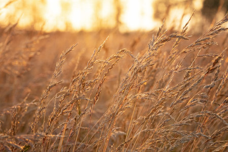 Agricultural field with growing fescue grass on it, close-up of ripe heads. Sunset time in prairies,...