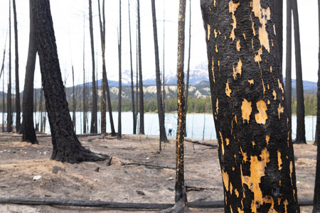 Dramatic scene in the wilderness of the burnt black trees of the mountain forest after devastating wildfire.の写真素材